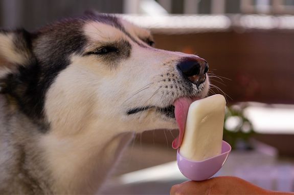 dog eating homemade ice cream